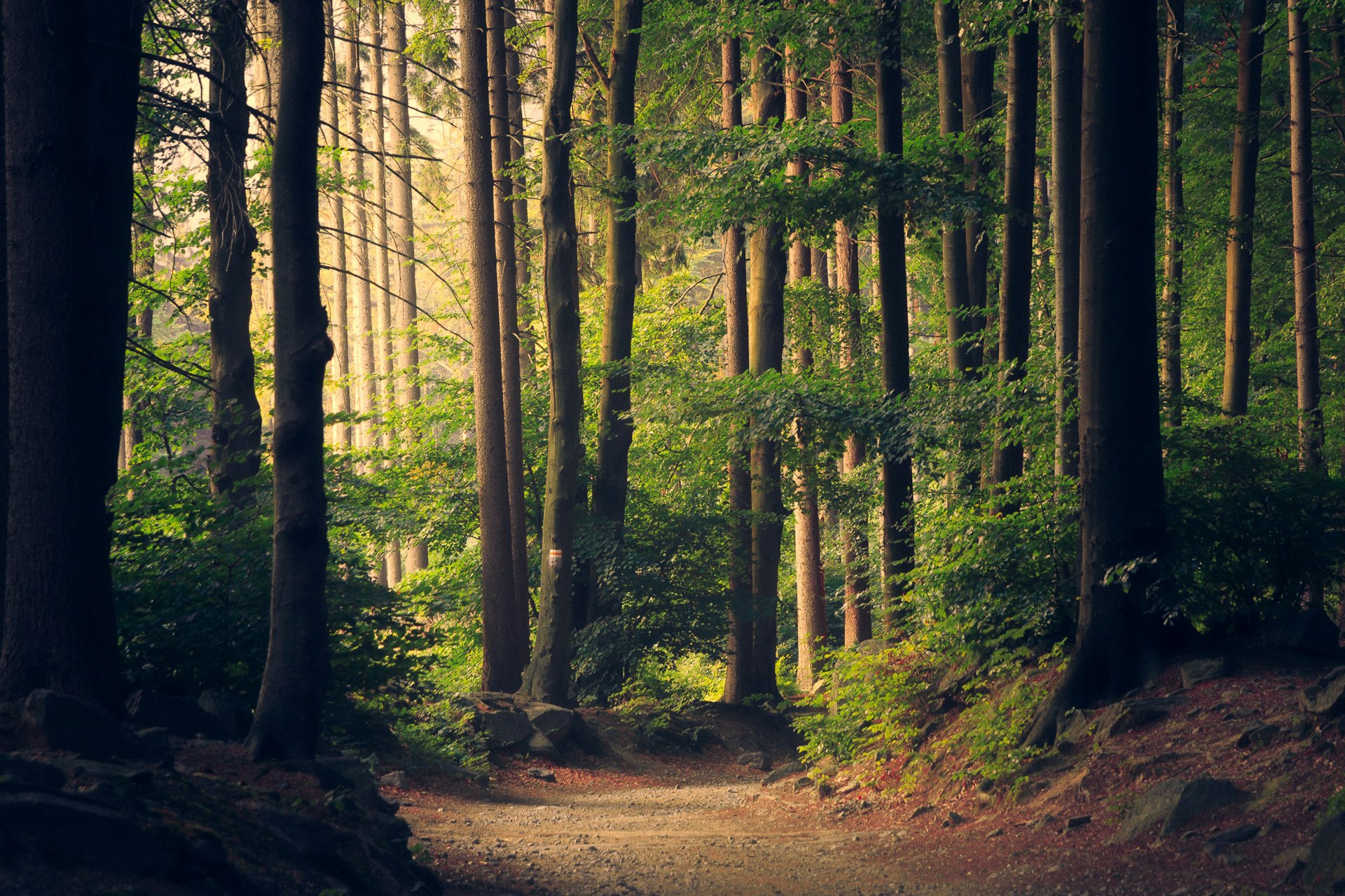 Aerial view of an old-growth forest at golden hour